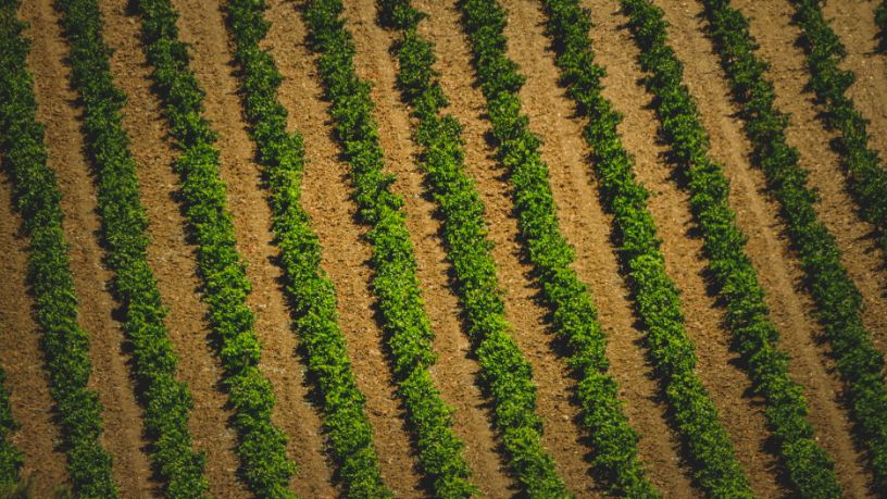 Parajara Moraes Alves Junior